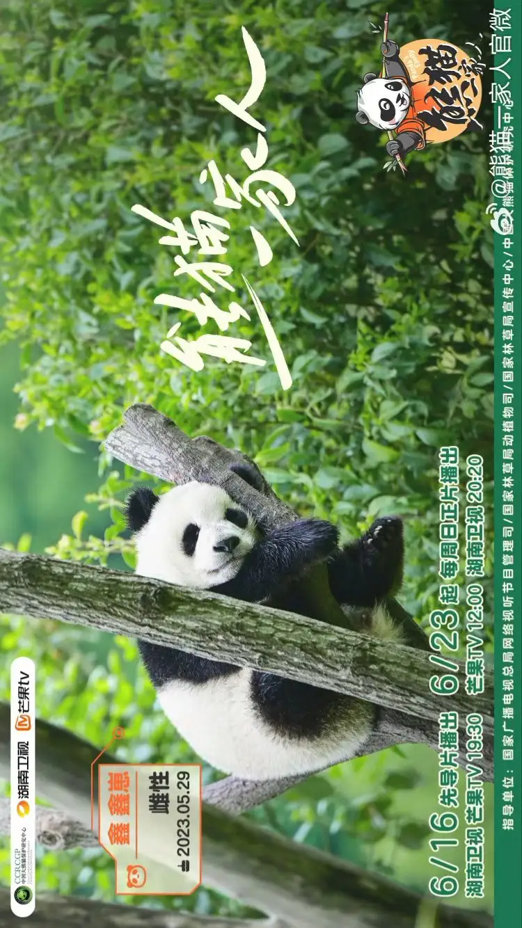 Panda's Family Pilot